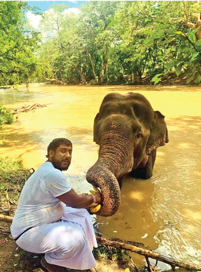 Chithranga feeding elephant.