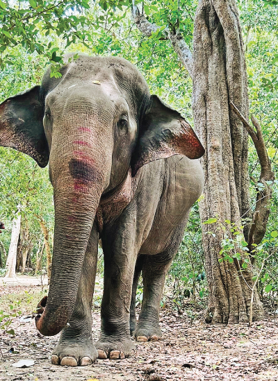 Maddhu - elephant guardian.